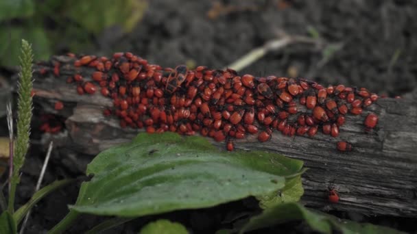 小さな赤いカブトムシは 森の深い緑のプランテインの近くに落ちた丸太の上を這っている — ストック動画