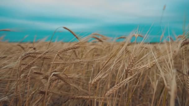 Поле Богатый Урожай Пшеницы — стоковое видео