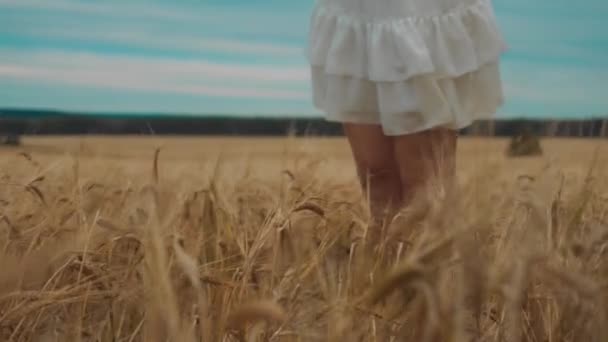 小麦畑で踊る白いドレスを着た美少女 私たちは彼女の足しか見えない — ストック動画