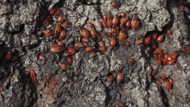 Beaucoup Scarabées Rouges Rampent Sur Écorce Arbre — Video