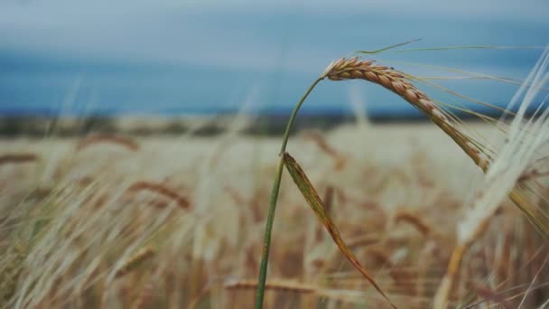 Tarlada Sarı Buğday Konisi Var Yakın Çekim — Stok video