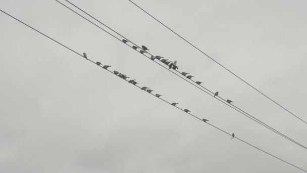 灰色の空とワイヤーの上に座っている都市の鳩の群れが見えます — ストック動画
