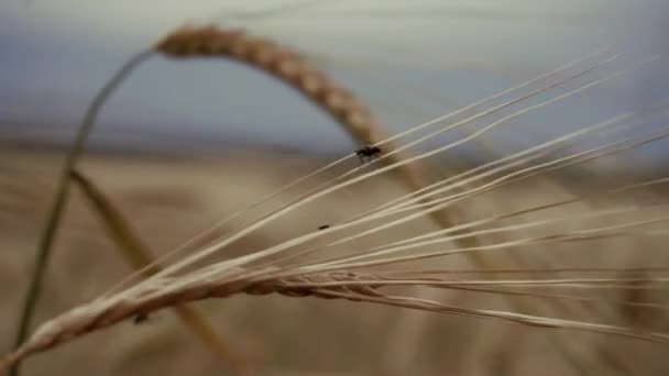 Поле Жёлтый Конус Пшеницы Муха Нём Закрыть — стоковое видео