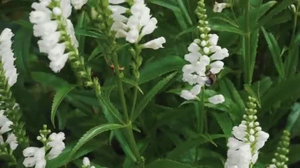 Abejorro Grande Está Fertilizando Flores Blancas Prado Verano — Vídeos de Stock