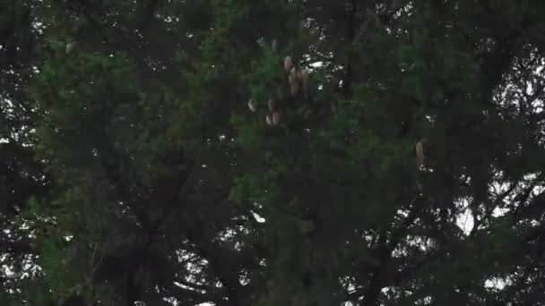 Mammutholzzweige Mit Großen Zapfen Wiegen Sich Wind Gibt Eine Wunderschöne — Stockvideo