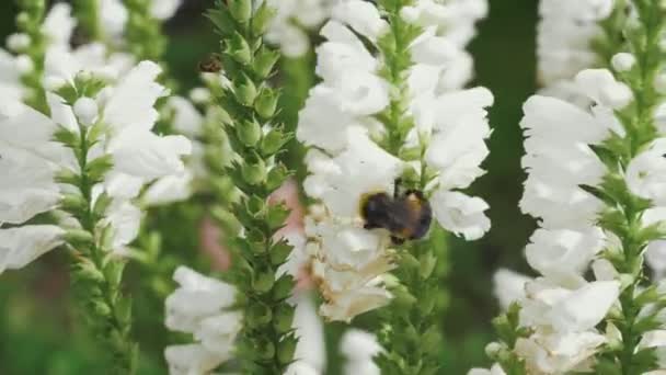 Abejorro Grande Está Fertilizando Flores Blancas Prado Verano — Vídeo de stock