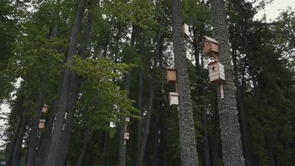 高い松の木の上にいくつかの大きなスターリングハウスがあります — ストック動画