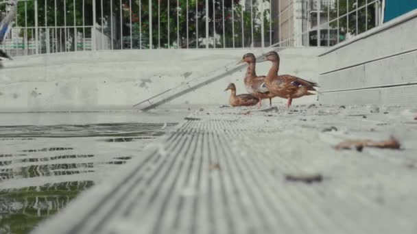 いくつかの野生の茶色のアヒルは 市内の公園の大きな池の海岸に木製の階段を飛んでいます — ストック動画