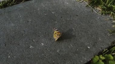 Güzel bir kelebek yeşil çimlerle çevrili gri bir asfalt parçasının üzerinde. Uçup gidiyor. Asfaltta bazı gölgeler görüyoruz..