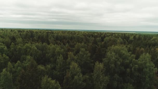 Ett Vackert Naturlandskap Uppifrån Gröna Trädtopparna Stor Tallskog Kvadrokoptervideo — Stockvideo