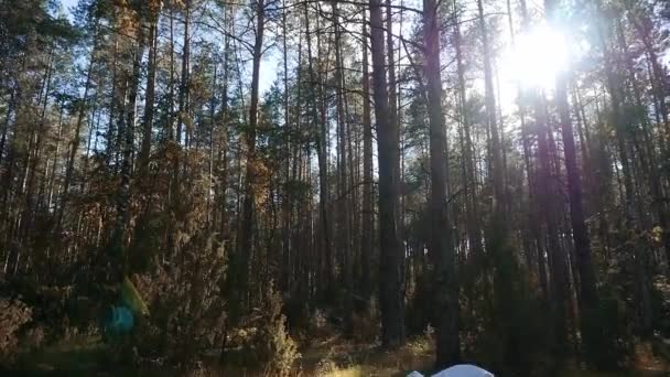 Uma Cama Branca Com Travesseiros Lençóis Uma Clareira Fundo Floresta — Vídeo de Stock