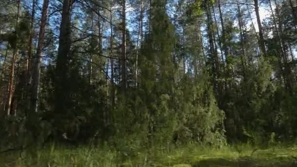 Uma Cama Branca Com Almofadas Lençóis Uma Clareira Fundo Floresta — Vídeo de Stock