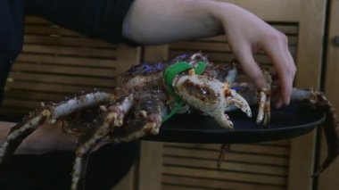 Restoranda birinin eli dev bir keman yengecine ve meme uçlarına dokunuyor. Egzotik bir deniz ürünleri pişirme konsepti.