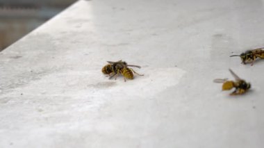 Beyaz, temiz pencere pervazında birkaç ölü arı var. Onlardan ikisi hâlâ hayatta. Böcekleri bir temizlik maddesi zehirlemiş..
