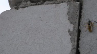 Gri tuğlalı bir ev duvarında bir arı var. Böcek yeni bir çevreyi keşfediyor. Rganic mağazası ya da mağazası için iyi bir kavram..