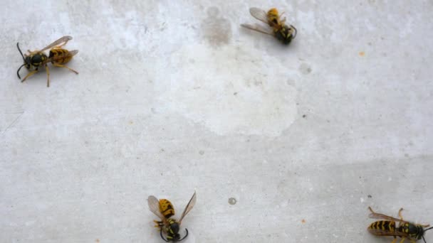几只死了的蜜蜂在一个洁白的窗台上 其中两人还活着 昆虫被某种清洁剂毒死了 — 图库视频影像