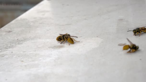 几只死了的蜜蜂在一个洁白的窗台上 其中两人还活着 昆虫被某种清洁剂毒死了 — 图库视频影像