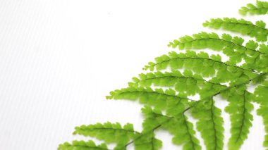 doğal tropikal yaprak photoshoot