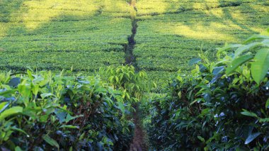 çay bahçesi görünümü photoshoot