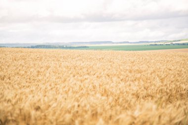 Buğday alan çiftlikte, kulakları arpa