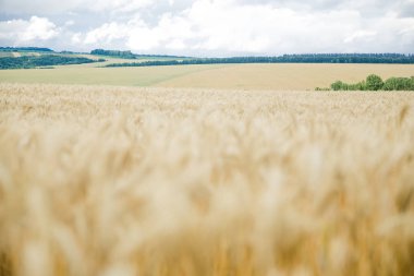 Buğday alan çiftlikte, kulakları arpa