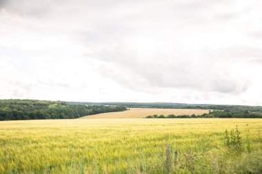 yeşil buğday tarım bir