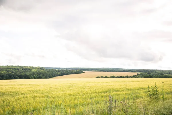 yeşil buğday tarım bir