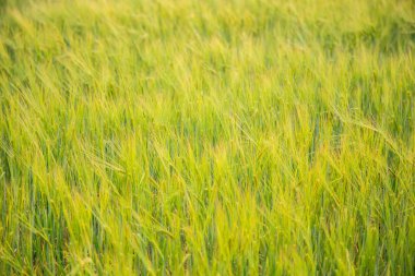 yeşil buğday tarım bir