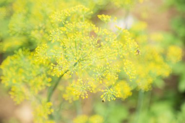 yeşil çimlenme leke arka plan