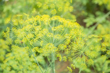 yeşil çimlenme leke arka plan doğa