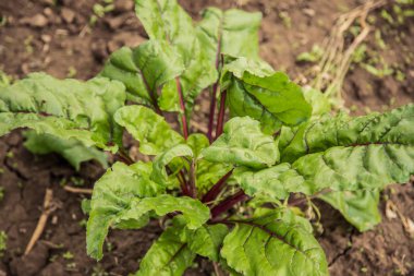 sağlıklı bir yemek pancar salatası arka planını bırakır