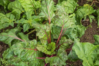 sağlıklı bir yemek pancar salatası arka planını bırakır