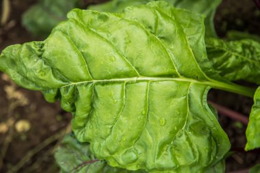 sağlıklı bir yemek pancar salatası arka planını bırakır