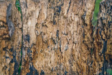 eski beyaz ahşap doku arkaplanı