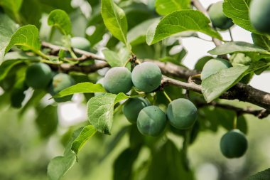 Yeşil erik bir ağaç arka plan büyür
