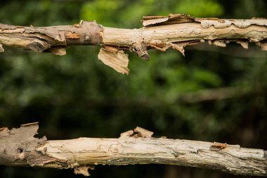 Eski uzun boylu çit arka plan dokusu