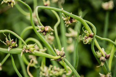 Soğan yetiştirme çiftliği tohumları