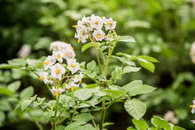 Patates tohumu tarım bir