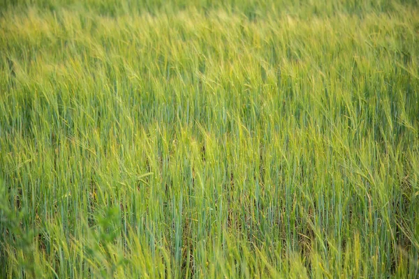 Green Wheat Farming — Stock Photo, Image