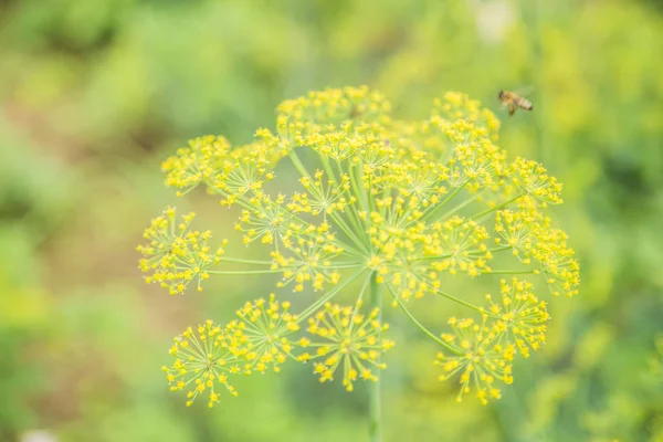 yeşil çimlenme leke arka plan 