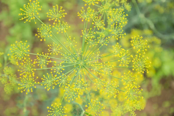 yeşil çimlenme leke arka plan