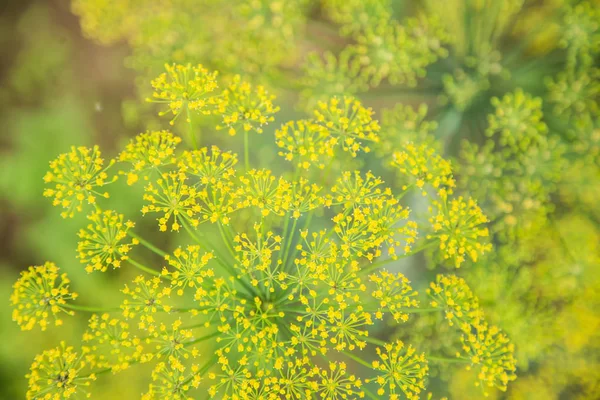 yeşil çimlenme leke arka plan