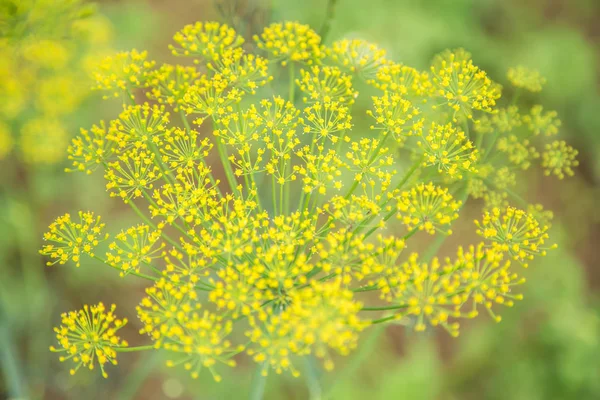 yeşil çimlenme leke arka plan