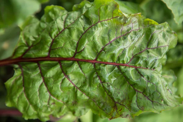 Blätter Eines Rote Bete Salats Hintergrund Einer Gesunden Mahlzeit — Stockfoto