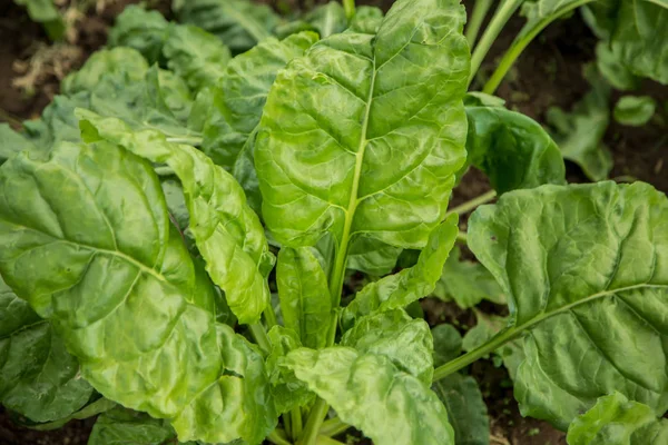 Hojas Una Ensalada Remolacha Fondo Una Comida Saludable —  Fotos de Stock