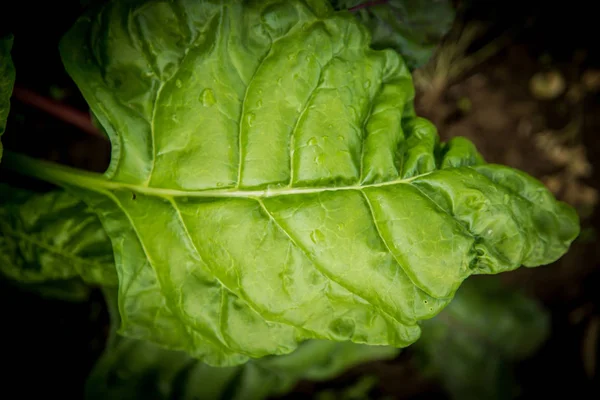 sağlıklı bir yemek pancar salatası arka planını bırakır