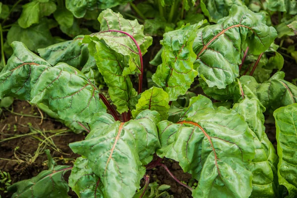 sağlıklı bir yemek pancar salatası arka planını bırakır