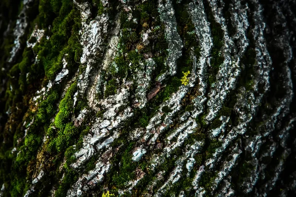 Casca Árvore Com Textura Fundo Musgo — Fotografia de Stock