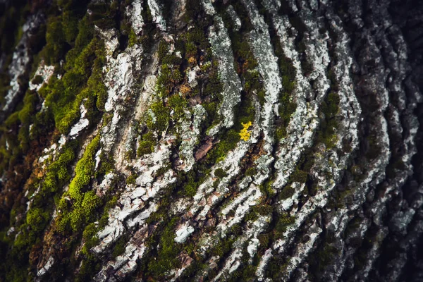 Casca Árvore Com Textura Fundo Musgo — Fotografia de Stock