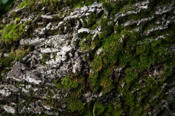 Corteza Árbol Con Textura Fondo Musgo —  Fotos de Stock